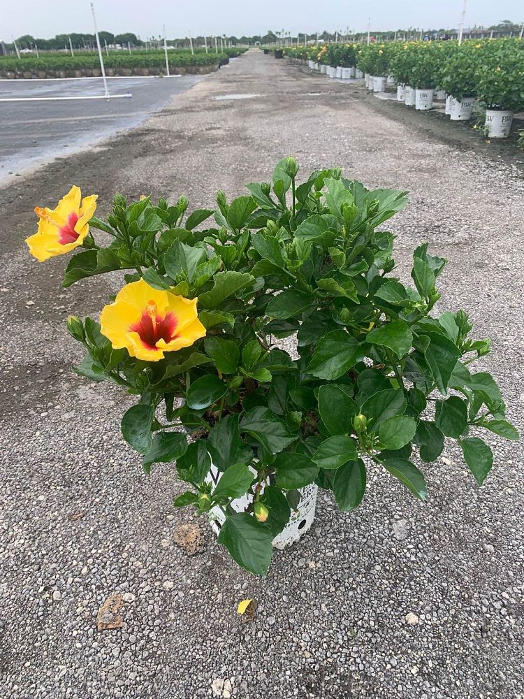 hibiscus-hollywood-rico-suave-tropical-hibiscus-rosa-sinensis