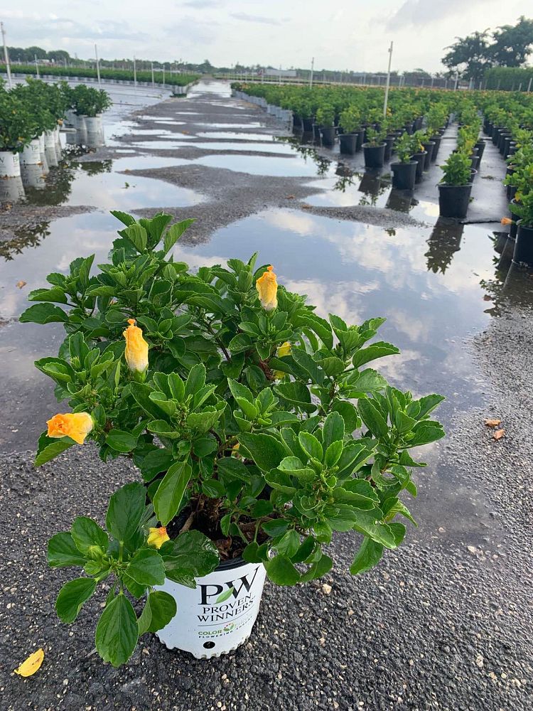hibiscus-hollywood-rico-suave-tropical-hibiscus-rosa-sinensis
