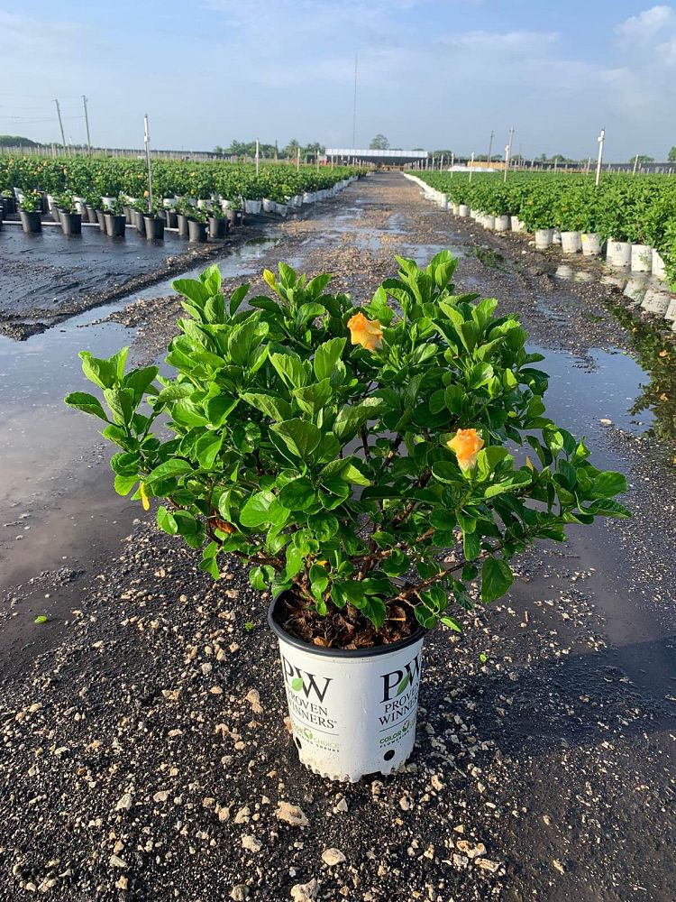 hibiscus-hollywood-rico-suave-tropical-hibiscus-rosa-sinensis
