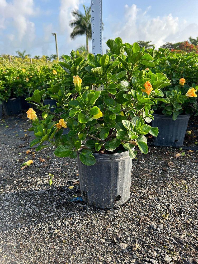 hibiscus-hollywood-rico-suave-tropical-hibiscus-rosa-sinensis