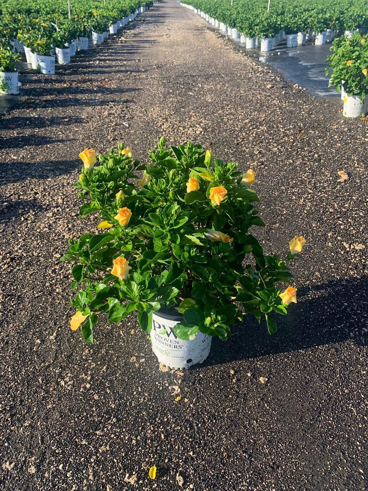 hibiscus-hollywood-rico-suave-tropical-hibiscus-rosa-sinensis