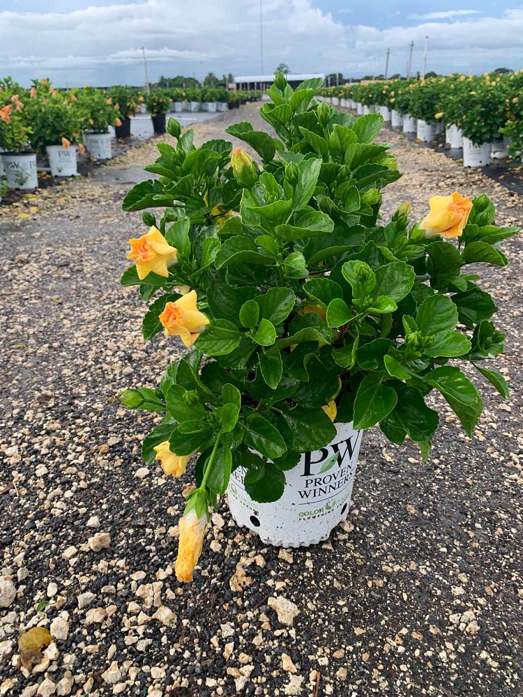 hibiscus-hollywood-rico-suave-tropical-hibiscus-rosa-sinensis