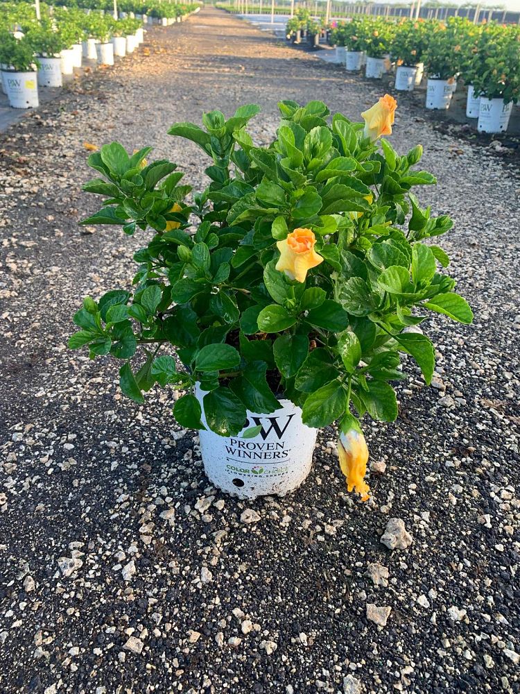 hibiscus-hollywood-rico-suave-tropical-hibiscus-rosa-sinensis