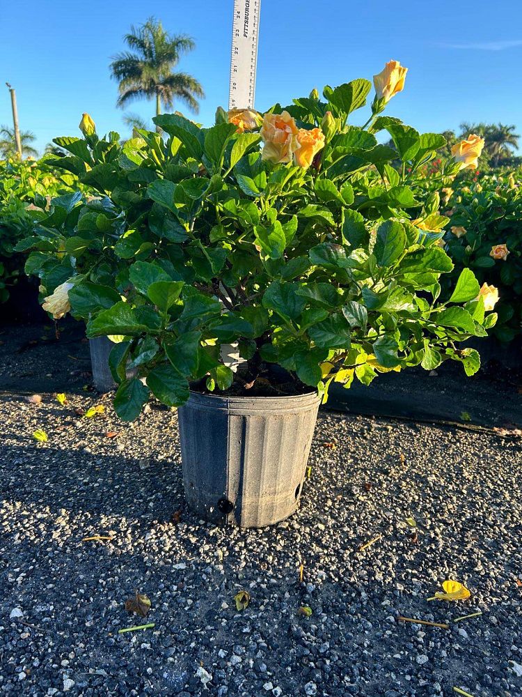 hibiscus-hollywood-rico-suave-tropical-hibiscus-rosa-sinensis
