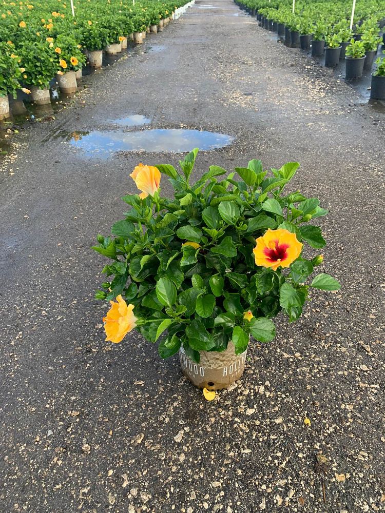 hibiscus-hollywood-rico-suave-tropical-hibiscus-rosa-sinensis