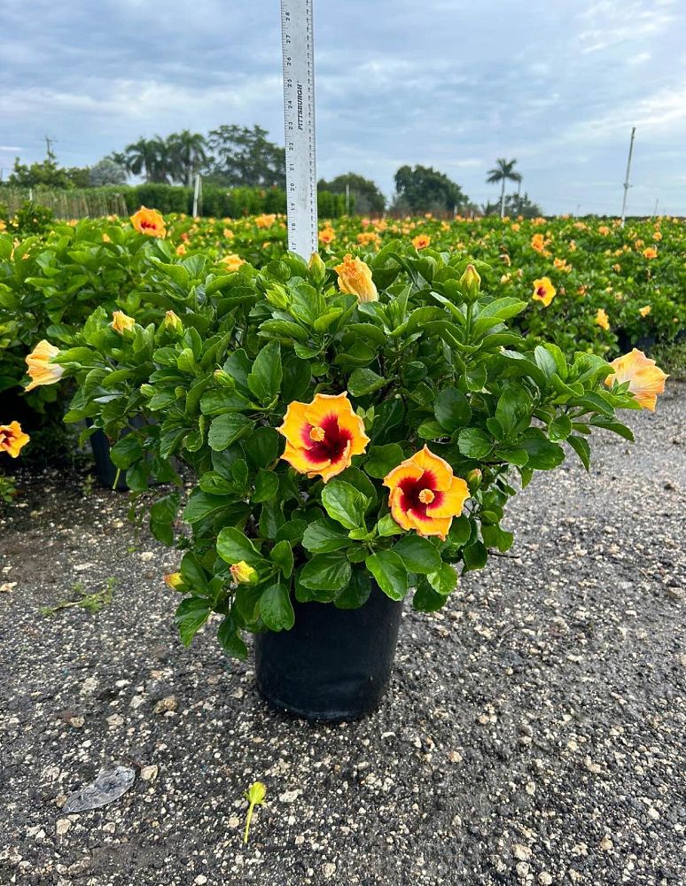 hibiscus-hollywood-rico-suave-tropical-hibiscus-rosa-sinensis