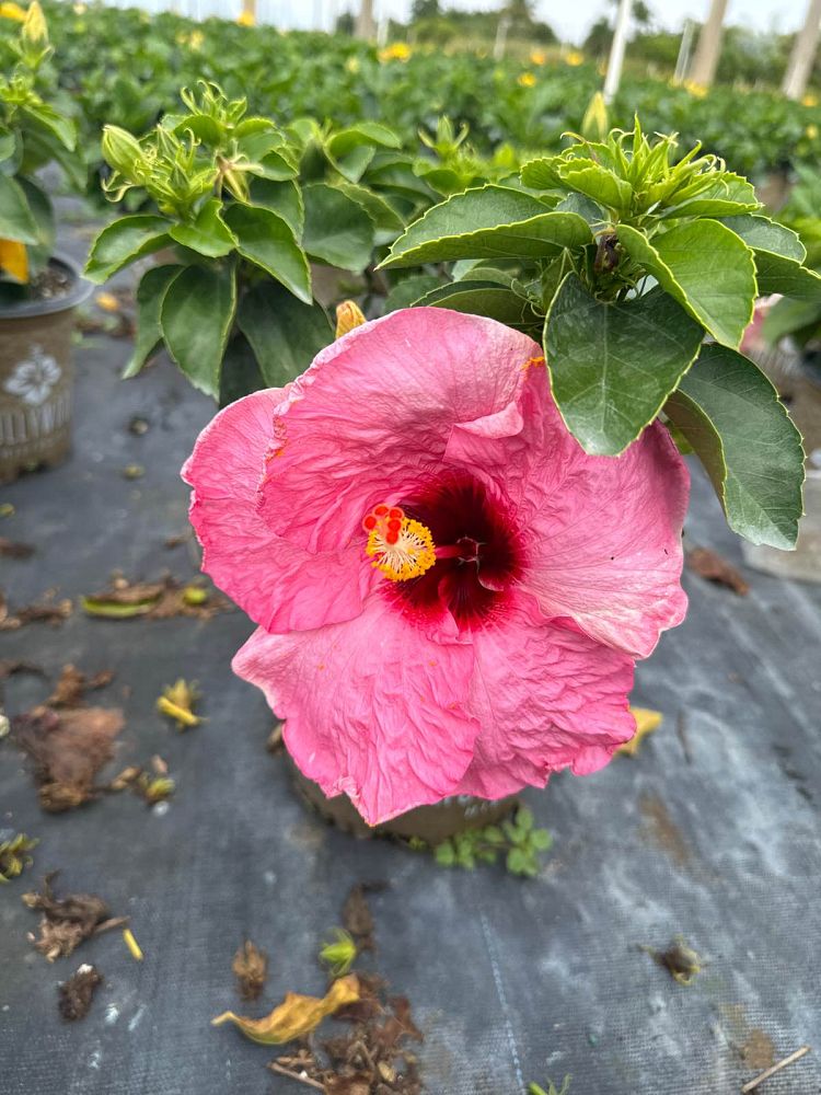 hibiscus-hollywood-series-tropical-hibiscus-rosa-sinensis