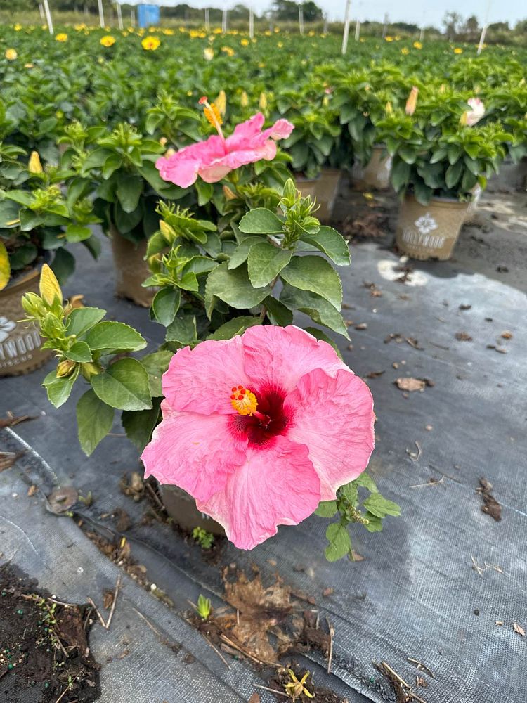 hibiscus-hollywood-series-tropical-hibiscus-rosa-sinensis