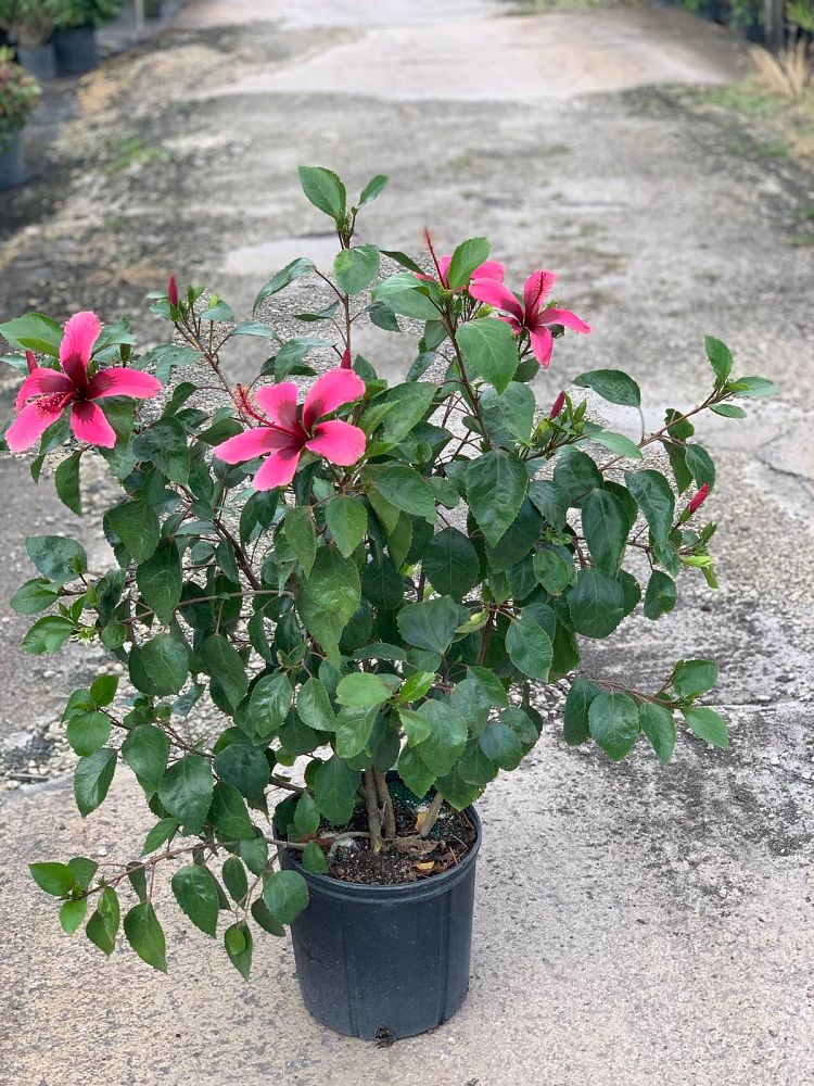 hibiscus-hybrids-exotic