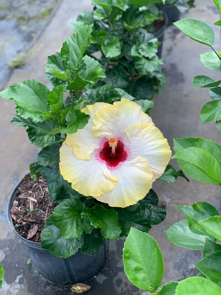 hibiscus-hybrids-exotic