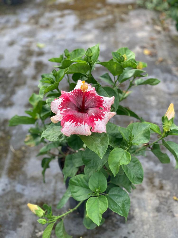 hibiscus-hybrids-exotic