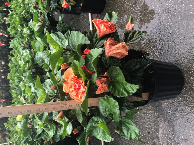 hibiscus-hybrids-exotic