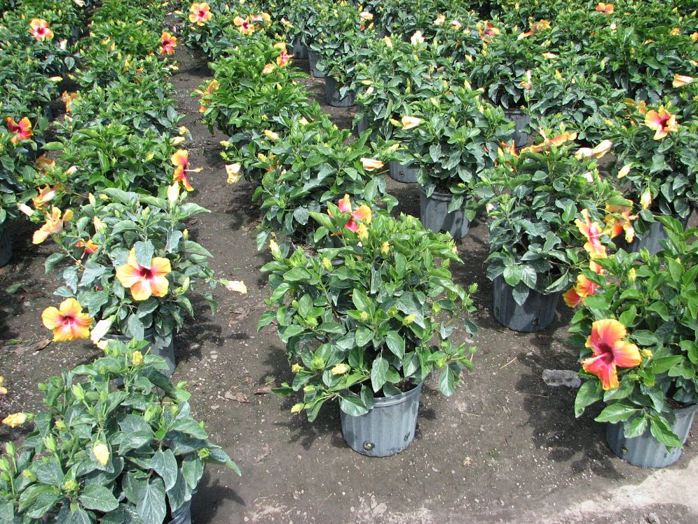 hibiscus-hybrids-exotic