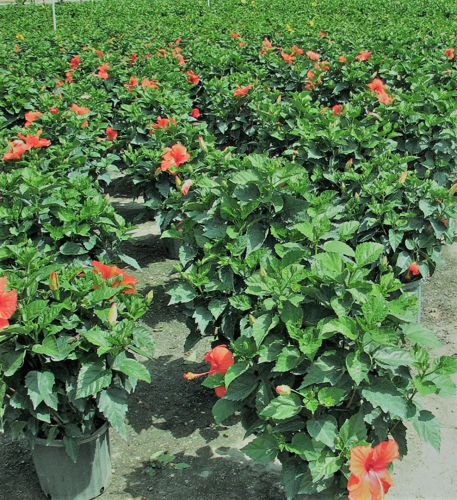 hibiscus-hybrids-exotic