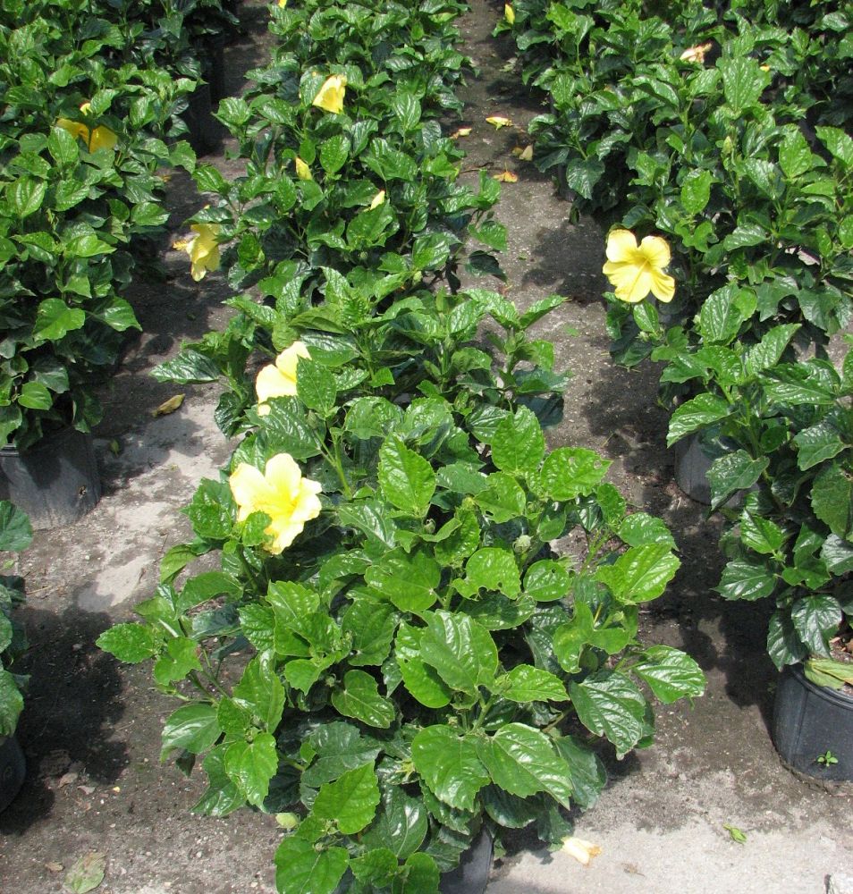 hibiscus-hybrids-exotic