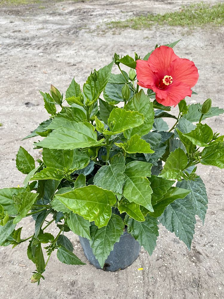 hibiscus-hybrids-exotic