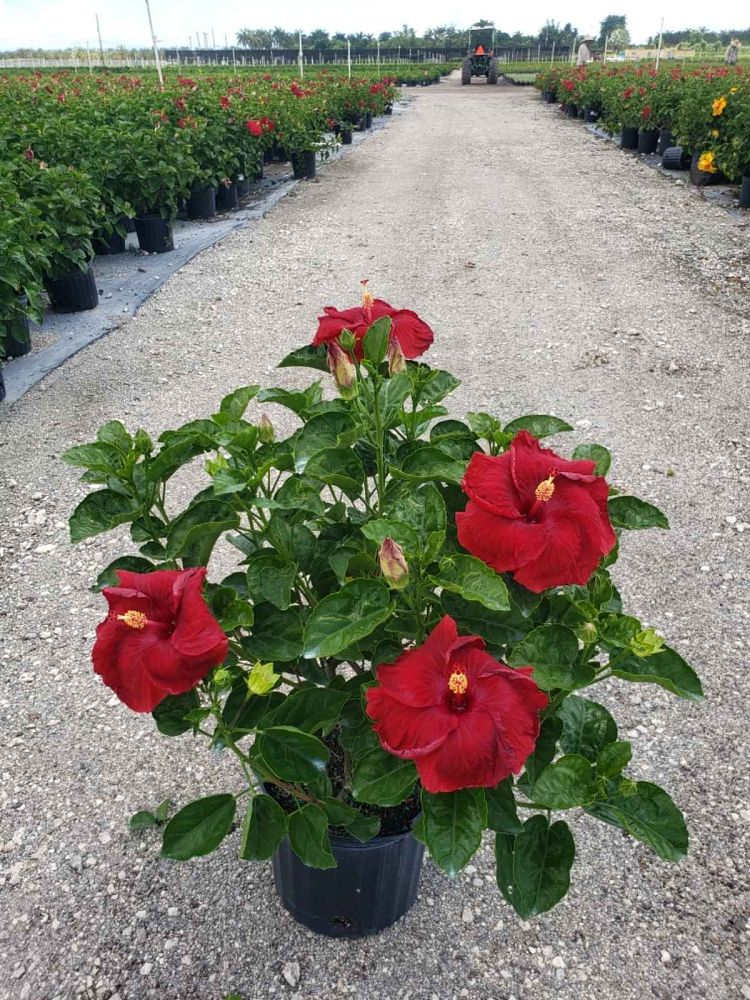 hibiscus-hybrids-exotic