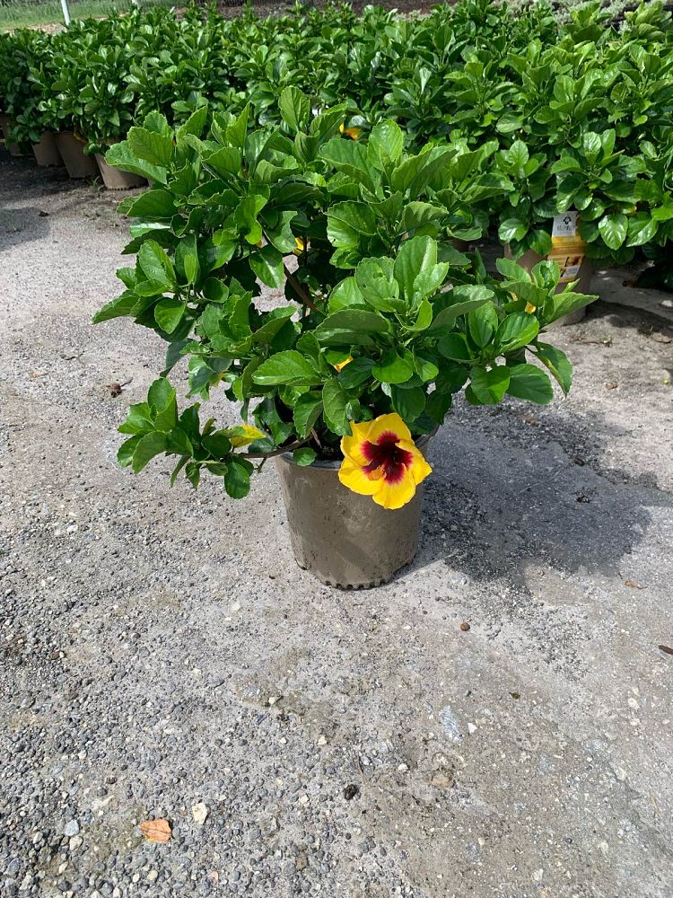 hibiscus-hybrids-exotic