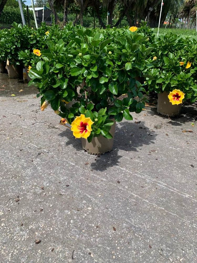 hibiscus-hybrids-exotic