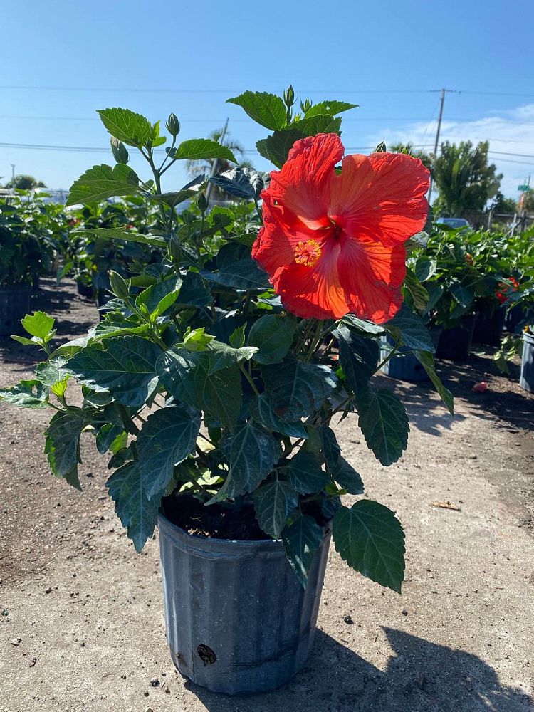 hibiscus-hybrids-exotic