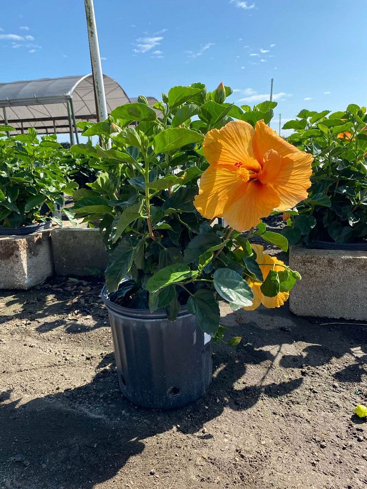 hibiscus-hybrids-exotic