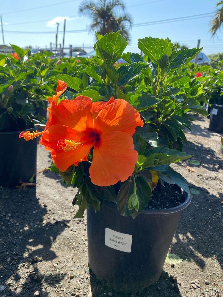 hibiscus-hybrids-exotic