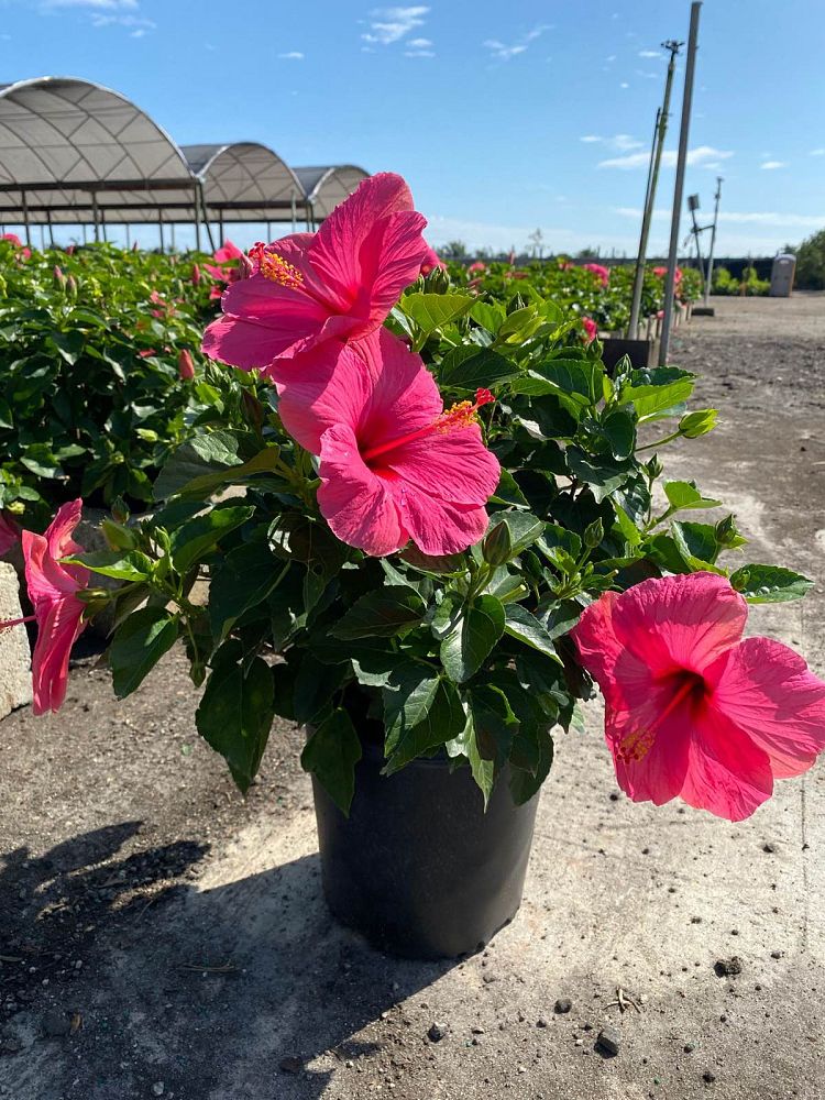 hibiscus-hybrids-exotic