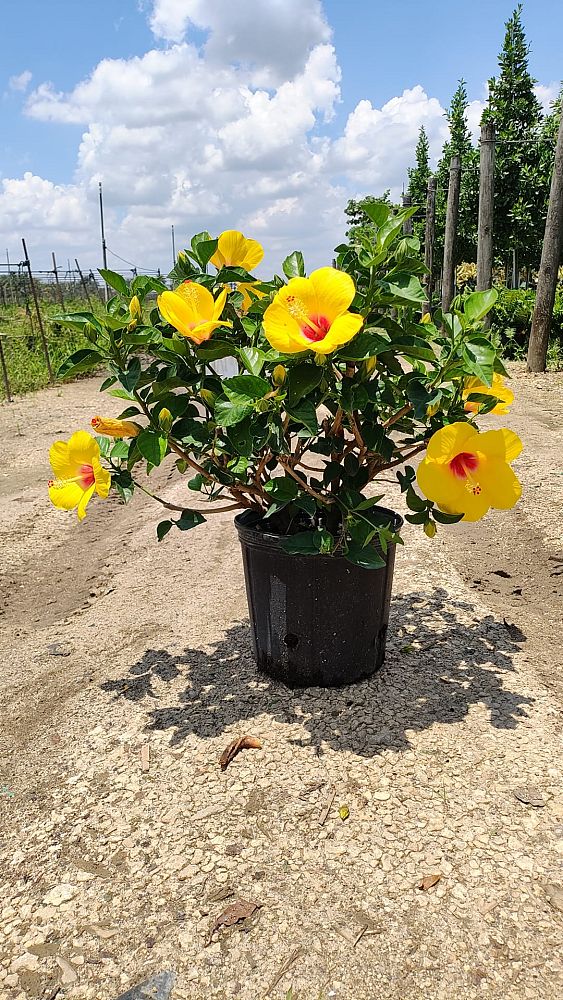 hibiscus-hybrids-exotic