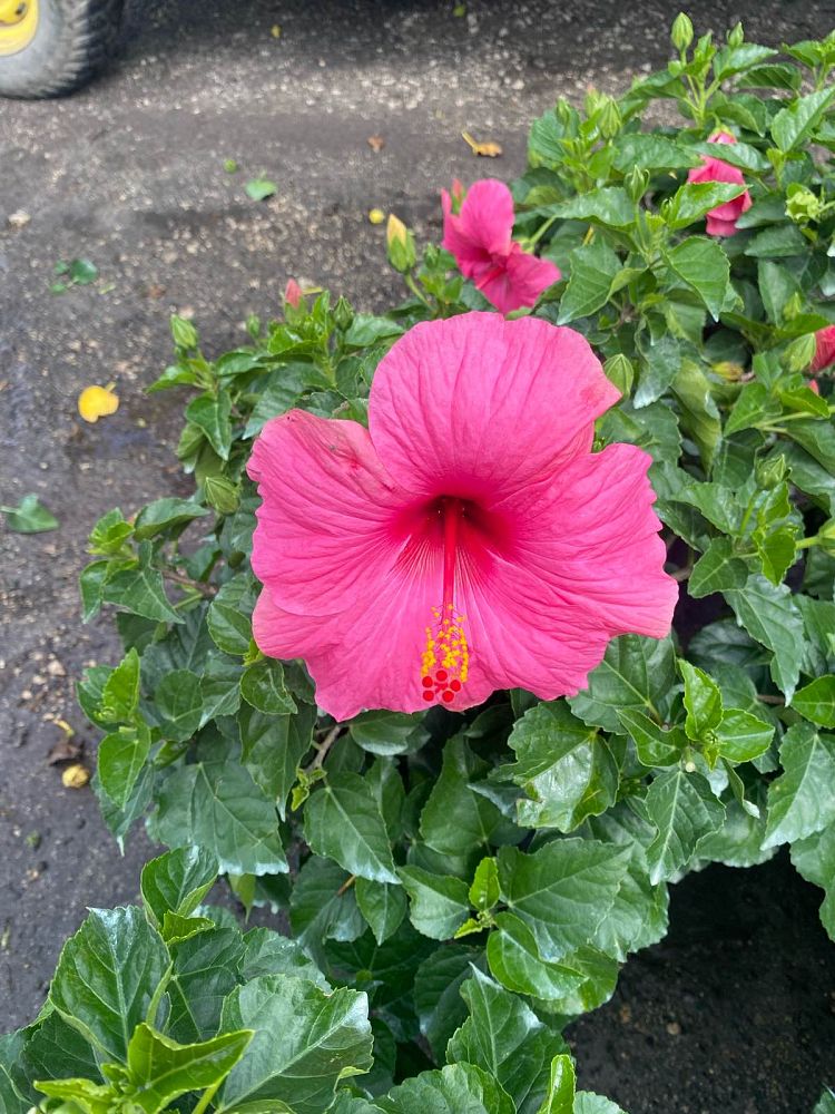 hibiscus-hybrids-exotic