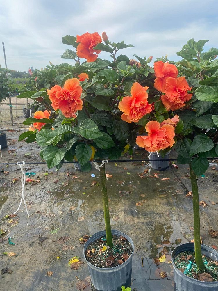 hibiscus-hybrids-exotic