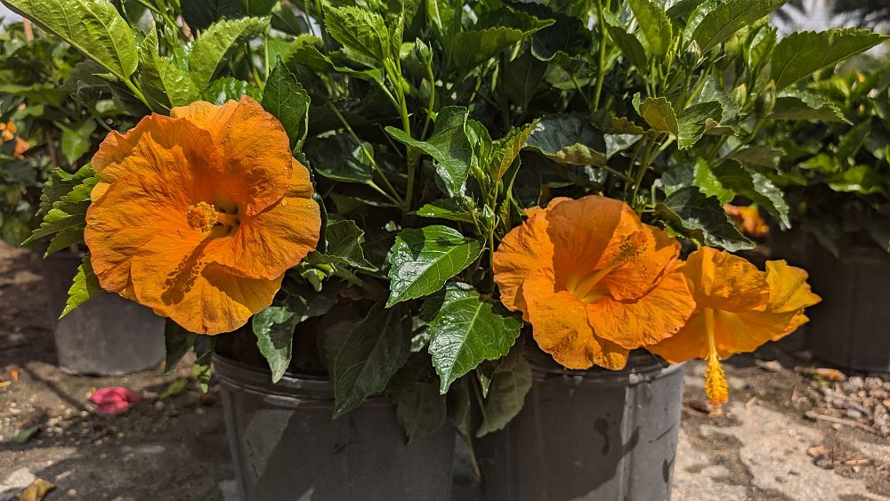 hibiscus-hybrids-exotic