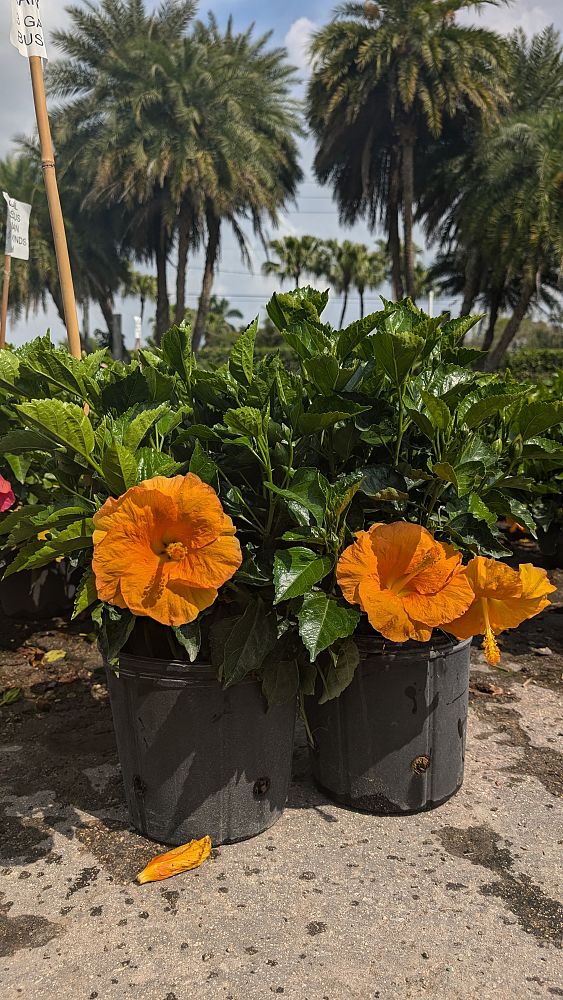 hibiscus-hybrids-exotic