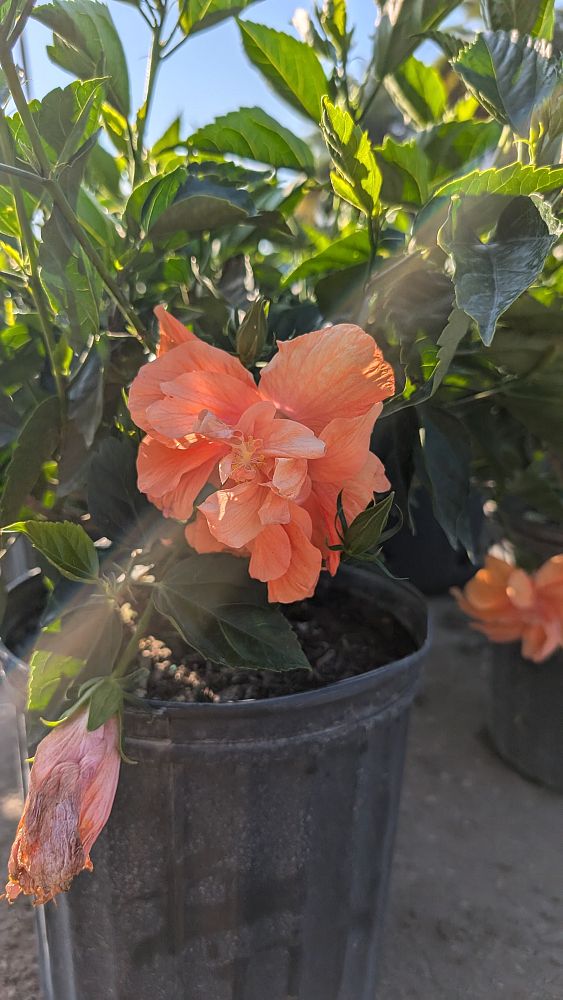 hibiscus-hybrids-exotic