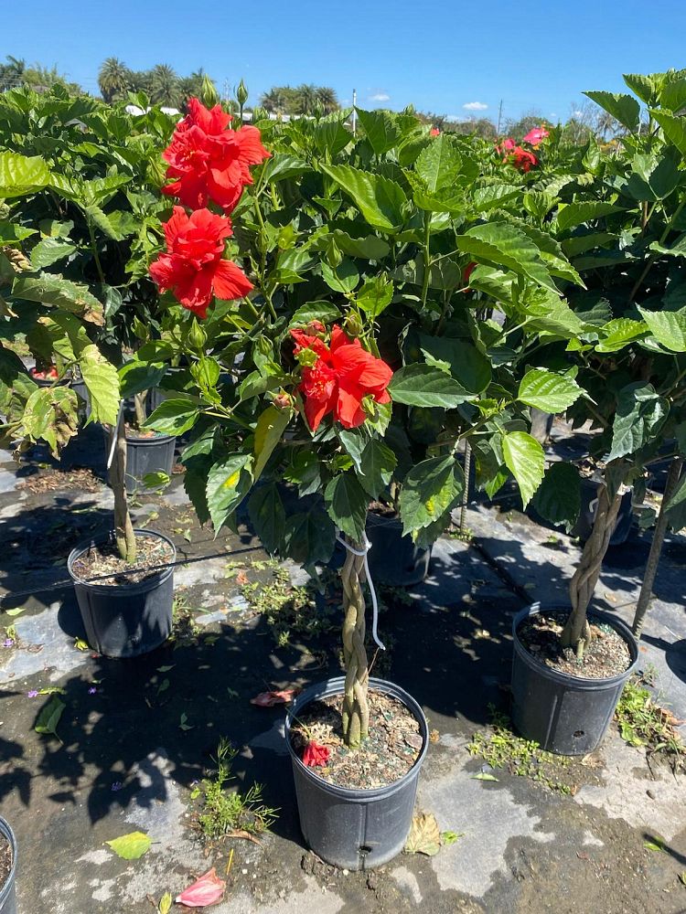 hibiscus-hybrids-exotic