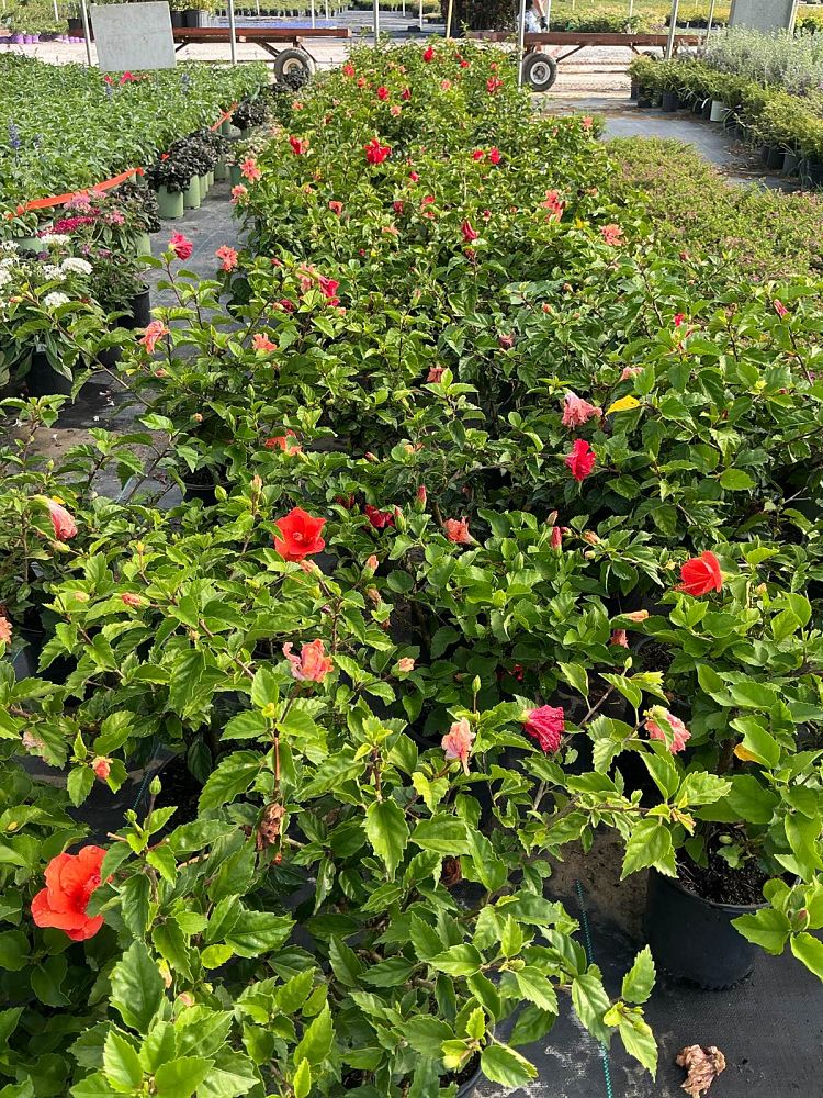 hibiscus-hybrids-exotic