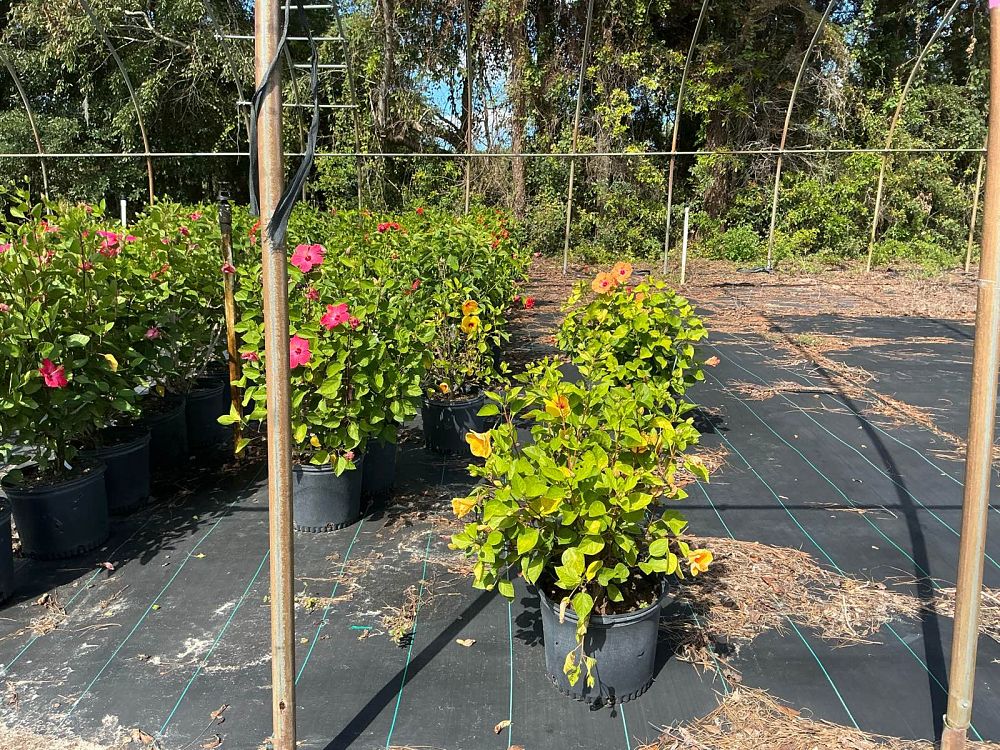 hibiscus-hybrids-exotic