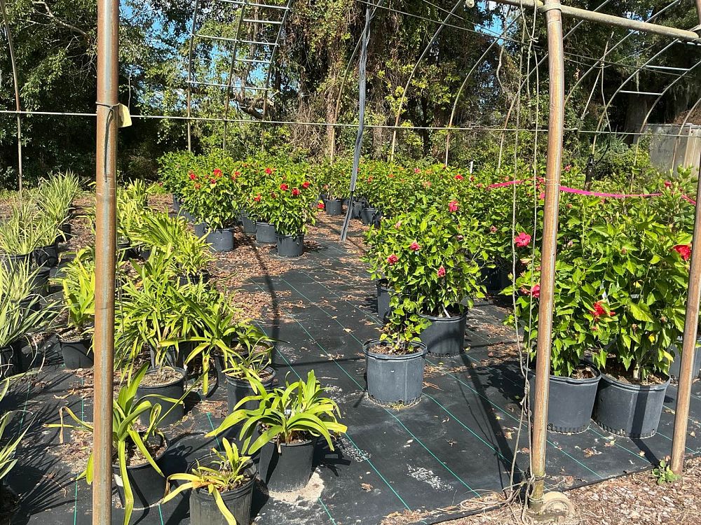 hibiscus-hybrids-exotic