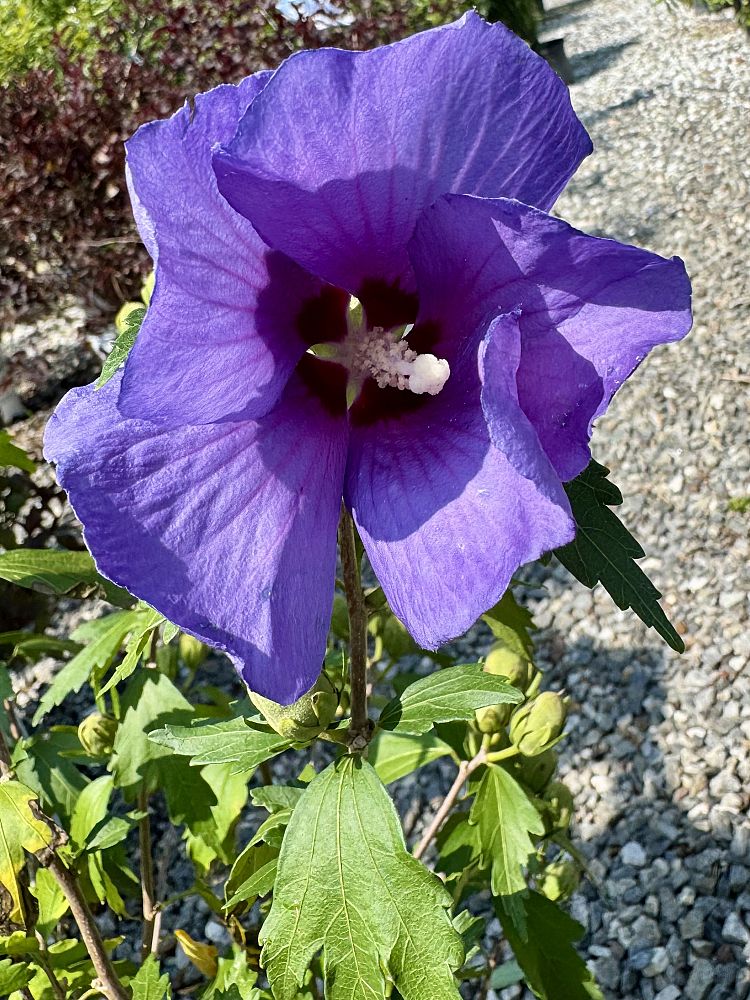hibiscus-minsybv3s01-paraplu-violet-reg-rose-of-sharon-paraplu-violet-reg-rose-of-sharon