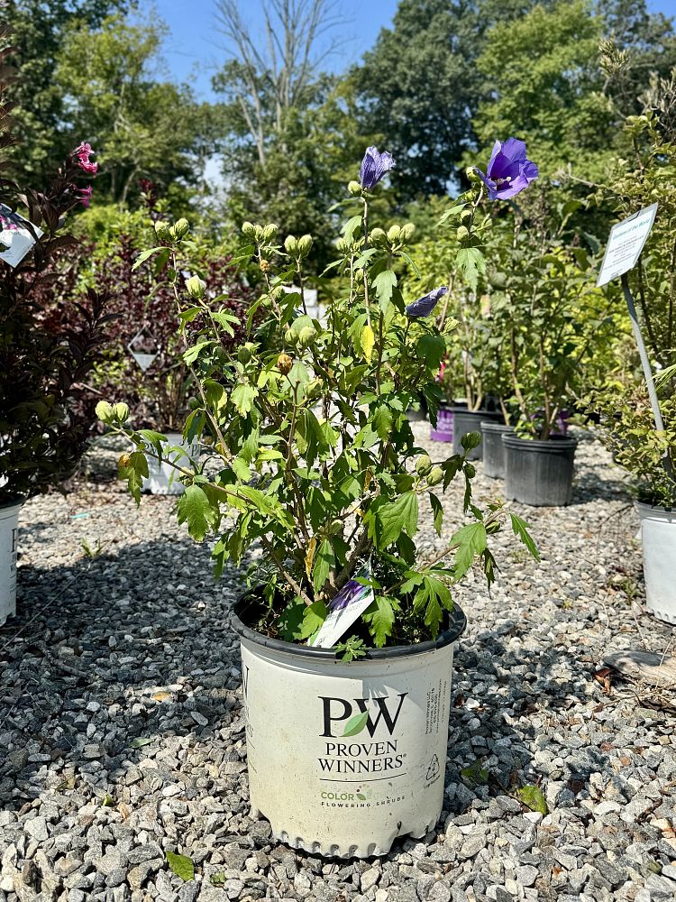 hibiscus-minsybv3s01-paraplu-violet-reg-rose-of-sharon-paraplu-violet-reg-rose-of-sharon