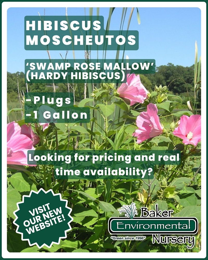 hibiscus-moscheutos-carafe-granache-rose-mallow-swamp-mallow-hardy-hibiscus