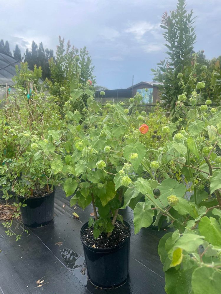 hibiscus-moscheutos-mauvelous-rose-mallow-swamp-mallow-hardy-hibiscus
