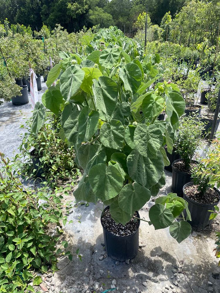 hibiscus-moscheutos-mauvelous-rose-mallow-swamp-mallow-hardy-hibiscus