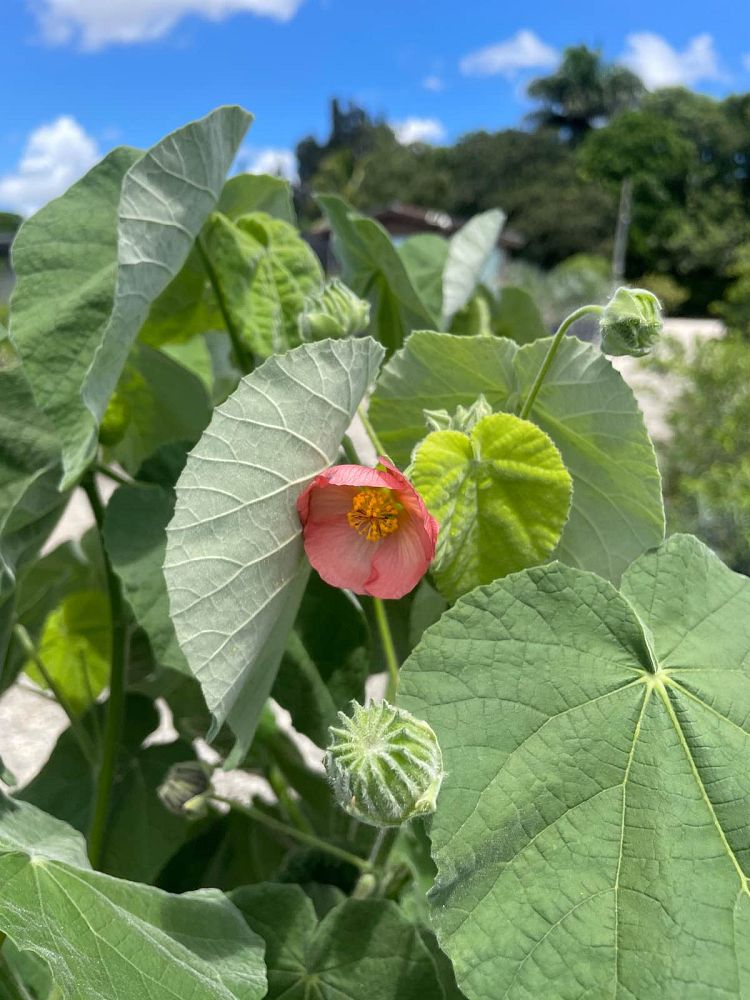 hibiscus-moscheutos-mauvelous-rose-mallow-swamp-mallow-hardy-hibiscus