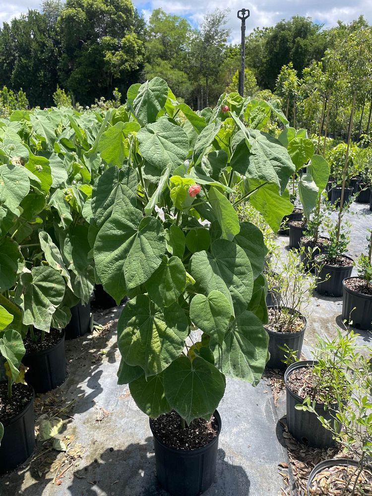 hibiscus-moscheutos-mauvelous-rose-mallow-swamp-mallow-hardy-hibiscus