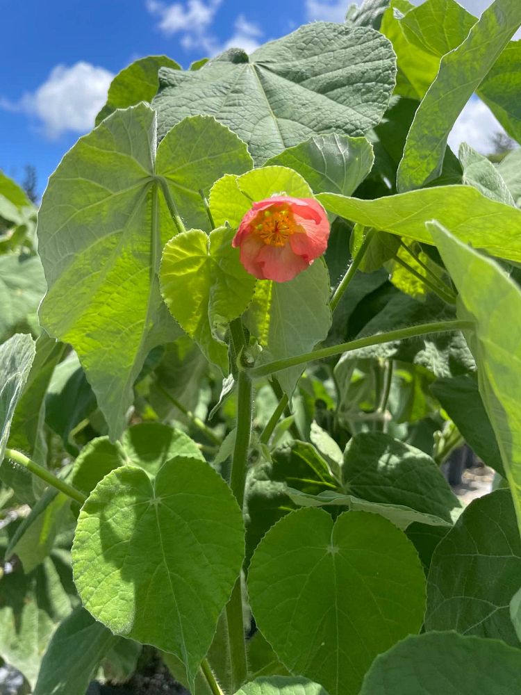 hibiscus-moscheutos-mauvelous-rose-mallow-swamp-mallow-hardy-hibiscus