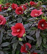 hibiscus-moscheutos-midnight-marvel-rose-mallow-swamp-mallow-hardy-hibiscus
