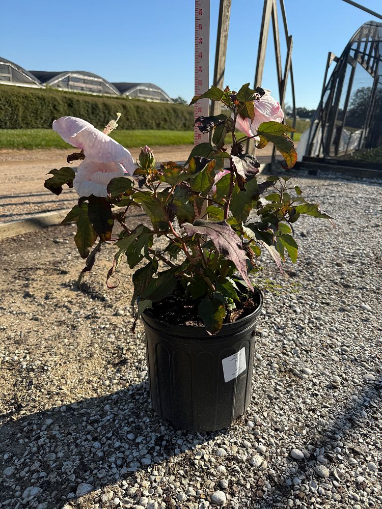 hibiscus-moscheutos-ruthib1-head-over-heels-reg-blush-hibiscus