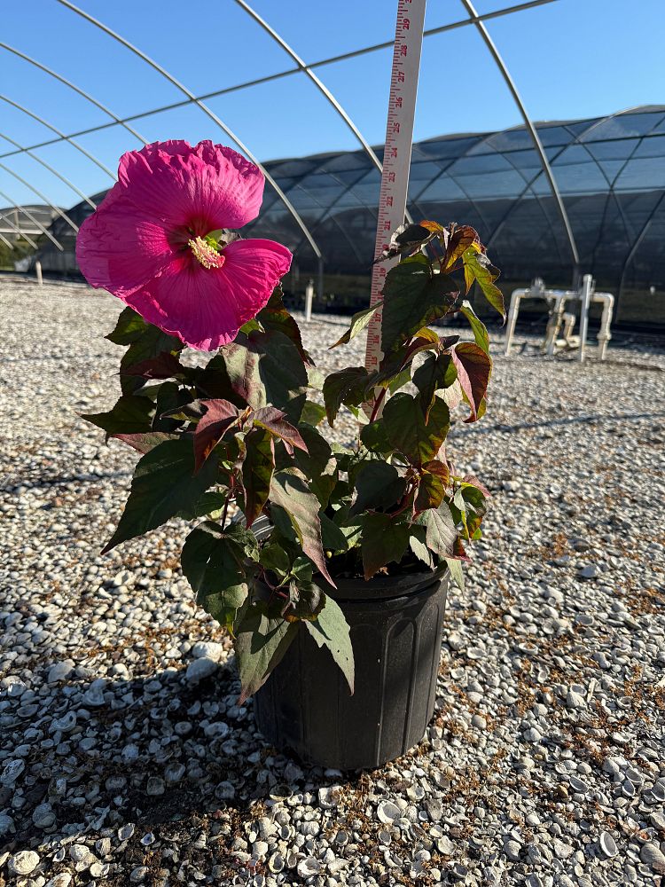 hibiscus-moscheutos-ruthib2-head-over-heels-reg-passion-hibiscus