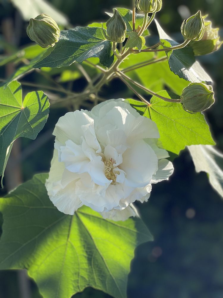 hibiscus-mutabilis-confederate-rose