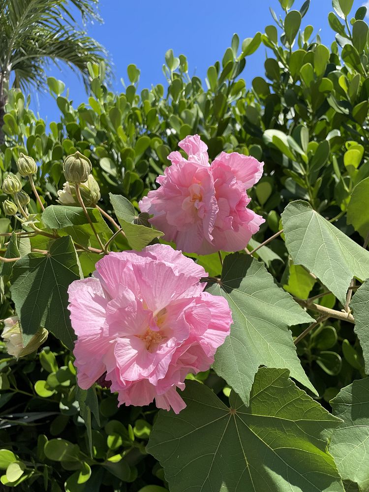 hibiscus-mutabilis-confederate-rose